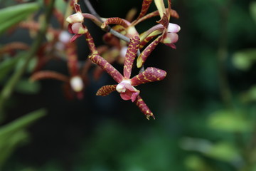 Lena Rowold,Tropical orchid, Red Orchid Flower