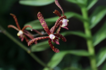 Lena Rowold,Tropical orchid, Red Orchid Flower