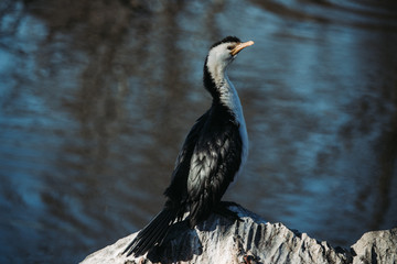 Pied Cormorant on rock