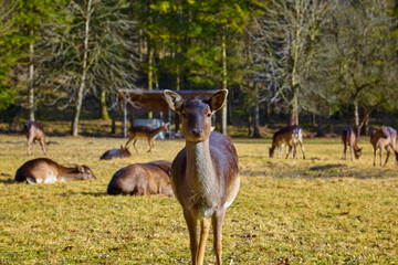 Young curious deer fawn in the forest.