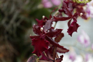 Lena Rowold,Tropical orchid, Red Orchid Flower