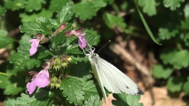 farfalla, pieris napi