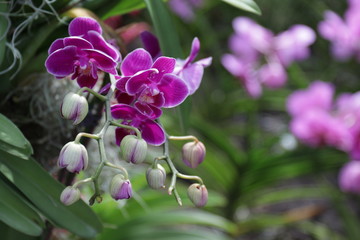 purple orchid in the garden