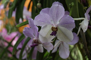 Close up Lilac Orchid