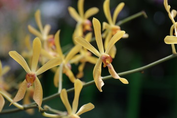 Close up Mokara Yellow Orchid Flower