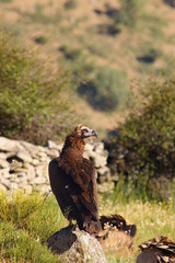 The cinereous vulture (Aegypius monachus) also known as the black vulture, monk  or Eurasian black vulture sitting on the feeding place. Big black vulture.