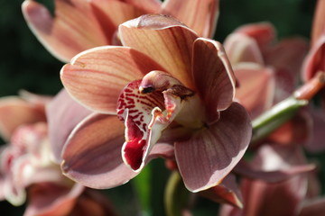 Close up Cymbidium Orchid Plant, 