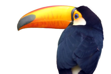 The toco toucan (Ramphastos toco), also known as the common toucan, giant toucan or simply toucan,isolated portrait.