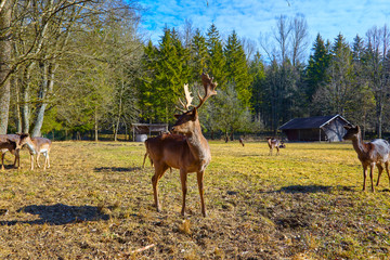 Imposing deer basks in the forest clearing, (fallow deer)