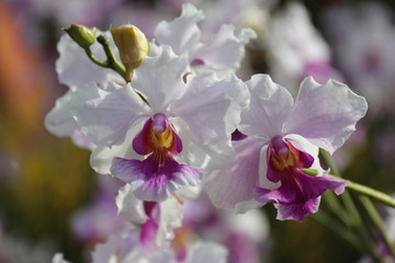 Naklejka na ściany i meble White Cattleya Orchid Flower