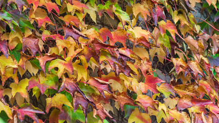 autumn leaves as a background