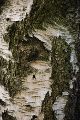birch trunk bark close