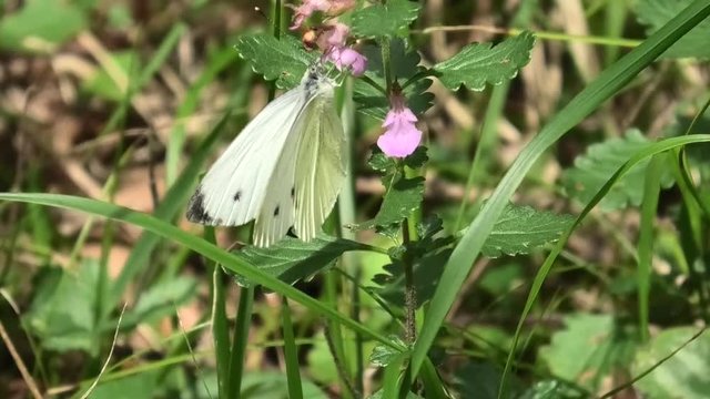 farfalla, pieris napi