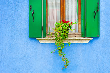 Window with green shutters and flowers on the blue-painted wall. Colorful architecture in Burano island, Venice, Italy.