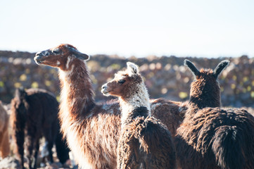 Llamas on a farm in Altiplano, Bolivia. South America fauna