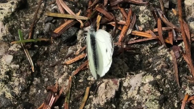 farfalla, pieris napi