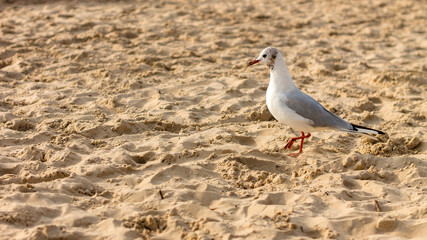 Seagull on a sandy beach