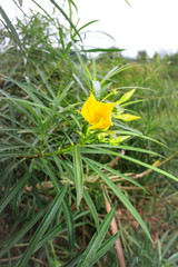 A yellow oleander (Cascabela thevetia) flower and plant growing, Uganda, Africa
