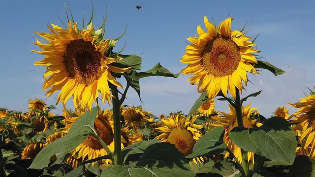 Abeilles butinants dans un champs de tournesols en slow motion 