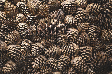 Lots of fir and pine cones for background texture