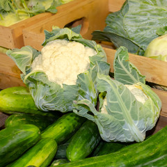 mix of vegetables cucumber kohlrabi and cabbage in wooden boxes on a farm