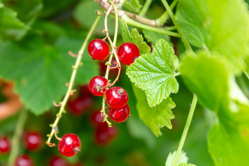 Red currant on a branch of a bush during summer on the local farm of Ontario, Canada horizontal orientation photo