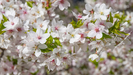 kirschblüten