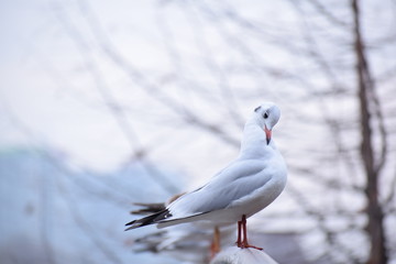 seagull on a post