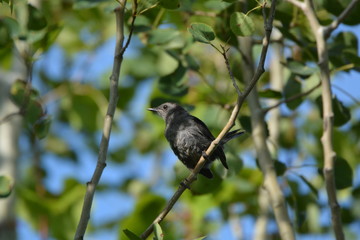 Gray Catbird 