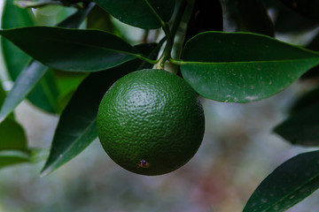 Mandarin orange tree. Tangerine. Branch with fresh ripe tangerines and leaves image. 