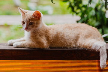 Red kitten (young cat) for a walk in garden