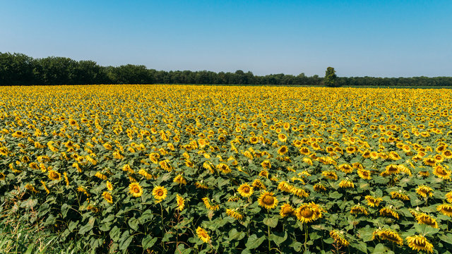 Sunflower field with cloudy blue sky