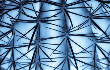 Closeup of cactus spines abstract background