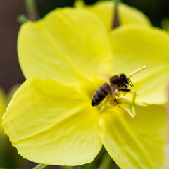 Bees gather nectar on the flowers the evening primrose. Evening, night candle (lat. Oenothera) is a genus of plants of the Cypress family (Onagraceae)