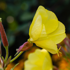 Fototapeta premium The evening primrose , night candle (lat. Oenothera) is a genus of plants of the Cypress family (Onagraceae)