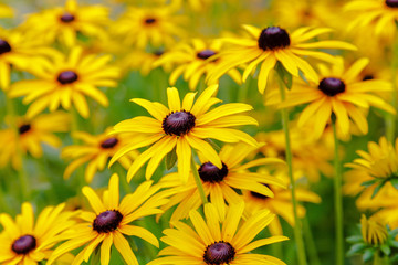 Black eyed susan- rudbeckia flowers. Floral background with bright yellow daisies on natural background. Rudbeckia in the garden.