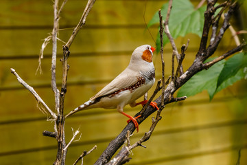 Amadina finch or gouldian finch or erythrura gouldiae bird (Erythrura gouldiae), also known as the Lady Gouldian finch, endemic to Australia.