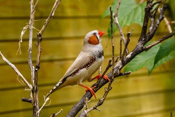 Amadina finch or gouldian finch or erythrura gouldiae bird (Erythrura gouldiae), also known as the Lady Gouldian finch, endemic to Australia.