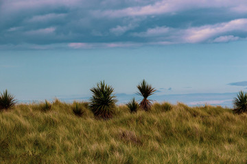 Fototapeta na wymiar Course grey-green Marram grass Ammophila arenaria with stunted palm trees below a blue sky.