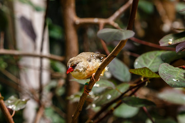 Amadina finch or gouldian finch or erythrura gouldiae bird (Erythrura gouldiae), also known as the Lady Gouldian finch, endemic to Australia.