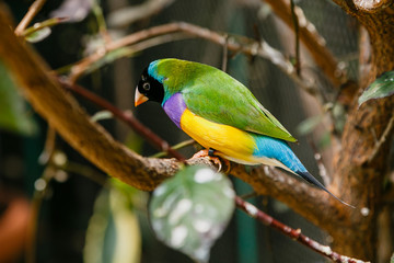 Amadina finch or gouldian finch or erythrura gouldiae bird (Erythrura gouldiae), also known as the Lady Gouldian finch, endemic to Australia.