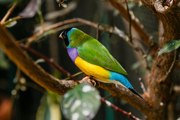 Amadina finch or gouldian finch or erythrura gouldiae bird (Erythrura gouldiae), also known as the Lady Gouldian finch, endemic to Australia.