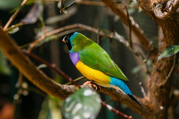 Amadina finch or gouldian finch or erythrura gouldiae bird (Erythrura gouldiae), also known as the Lady Gouldian finch, endemic to Australia.