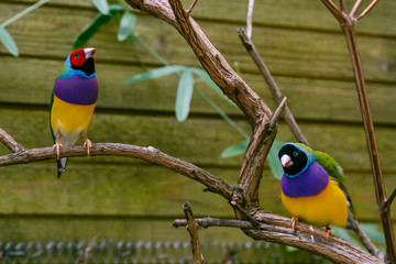 Amadina finch or gouldian finch or erythrura gouldiae bird (Erythrura gouldiae), also known as the Lady Gouldian finch, endemic to Australia.
