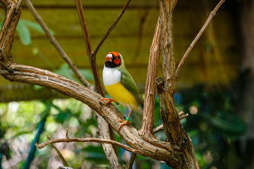 Amadina finch or gouldian finch or erythrura gouldiae bird (Erythrura gouldiae), also known as the Lady Gouldian finch, endemic to Australia.