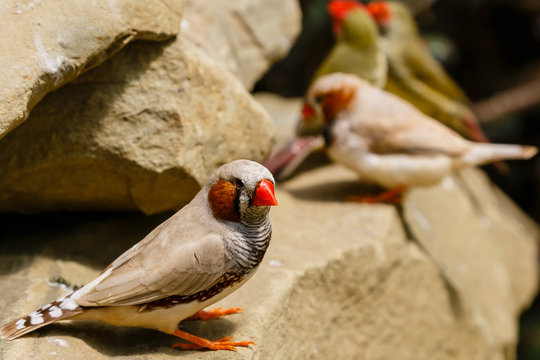 Amadina finch or gouldian finch or erythrura gouldiae bird (Erythrura gouldiae), also known as the Lady Gouldian finch, endemic to Australia.