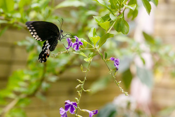 Fototapeta premium A gorgeous black butterfly (Papilio Polytes Butterfly) collecting nectar on a tropical plant. Tropical background or Wallpaper.