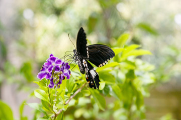 Fototapeta premium A gorgeous black butterfly (Papilio Polytes Butterfly) collecting nectar on a tropical plant. Tropical background or Wallpaper.