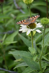 Butterfly on flower