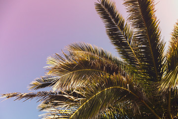 Palm leaves against the sky, toned image. Background with tropical leaves
